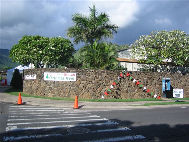 Hawaii Christmas trees